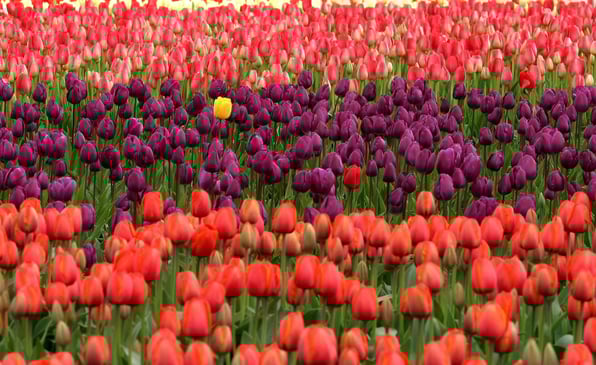 tulips-175605_1920